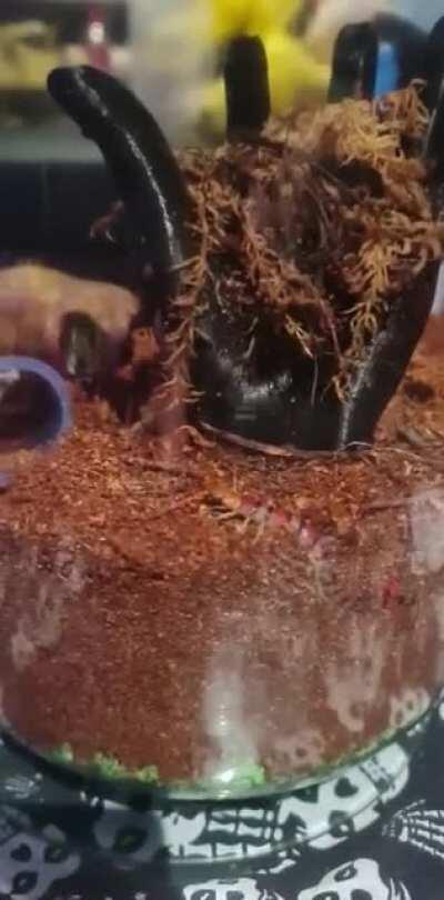 Video of my centipede 