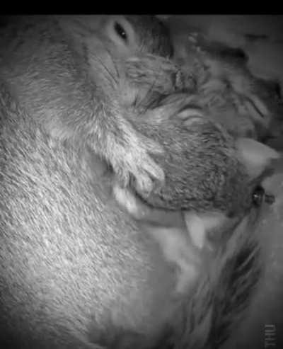 Squirrel cuddle 🥰