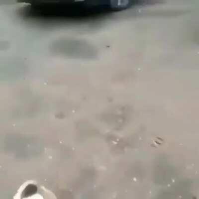 Dog loves his bottle