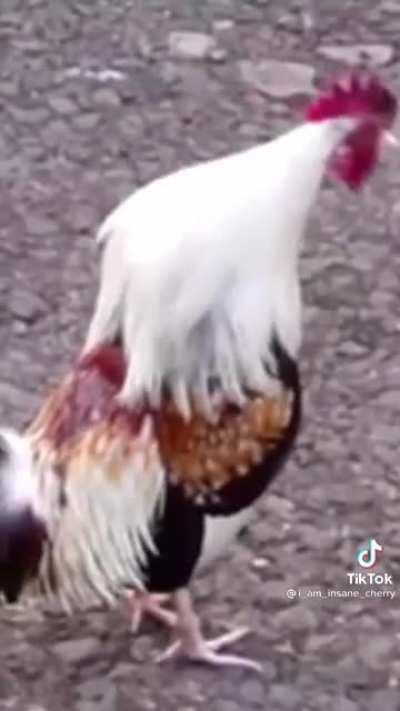 Beggin Animal version