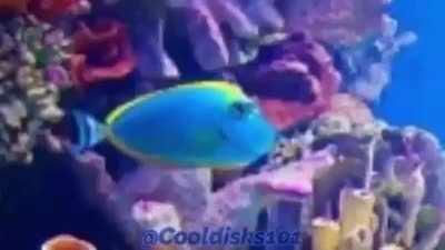 Home girl got that THICK shitter