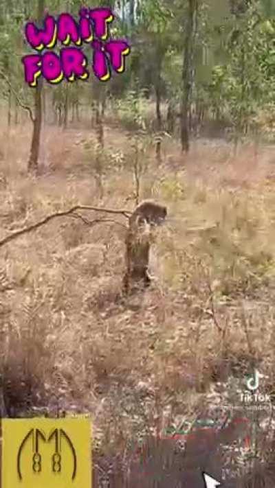 Cute Mother and Joey koala