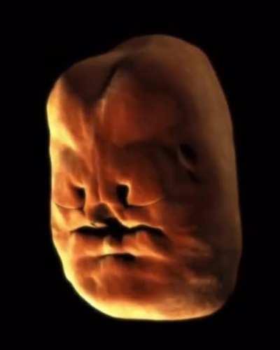 This is how our faces form in the womb