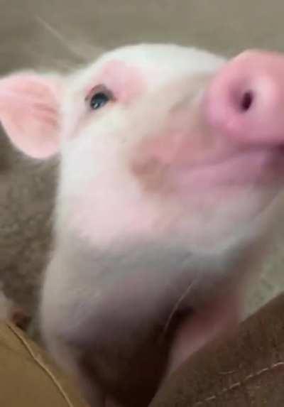 Little pig eating ramen with sound