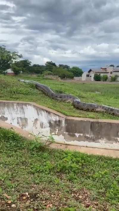 The size of this anaconda