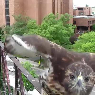 🔥 Young Red-tailed Hawk checking out a webcam