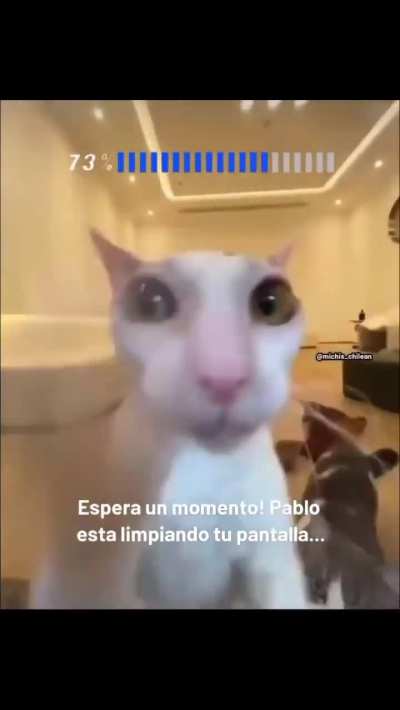 Pablo 🐱 👍 
