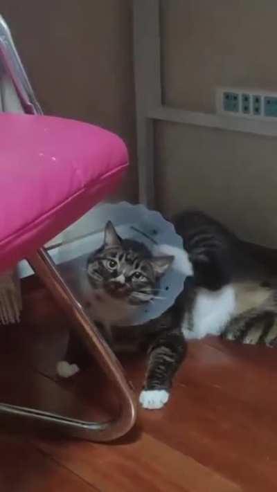 You'd think after 4 or 5 he'd learn...