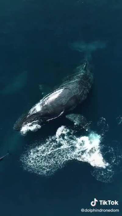 Whale shoos away some annoying dolphins