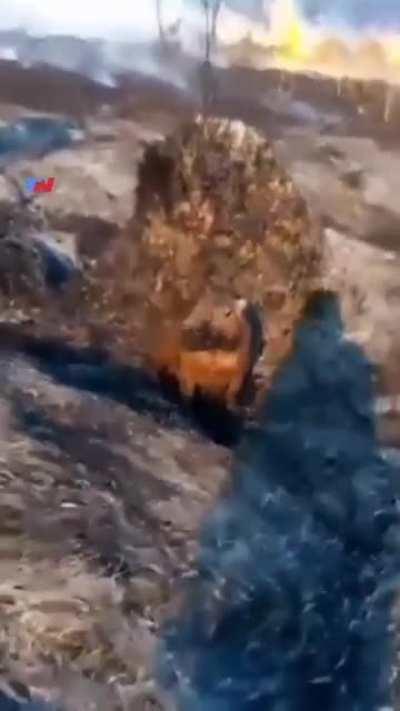 Bombero Correntino refrescando a un pobre carpincho afectado por el incendio.