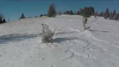 Bighorn Sheep Capture