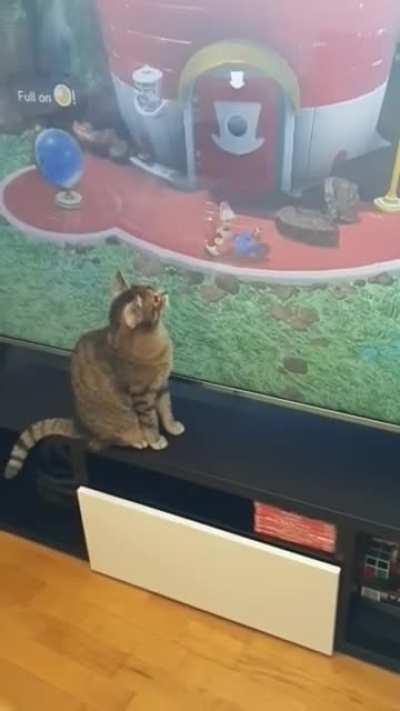 While playing my first 3D Mario game my cat tried to get a bird off Mario's nose