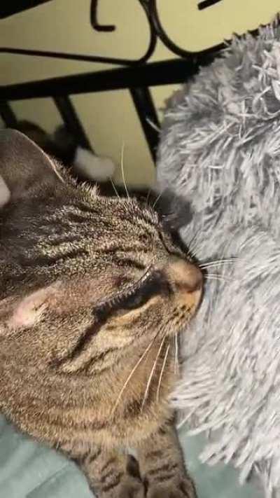 Me after pulling the strings and eliminating in the exact order i said it will be