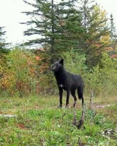 🔥 Black wolves are a mutation of gray wolves. They are very rare in nature. This mutation is inherited.