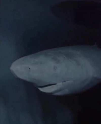 392 year old Greenland Shark in the Arctic Ocean, wandering the ocean since 1627 