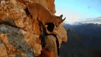 Mountain Goat blocks repeated attempts for guy to climb the side of the mountain