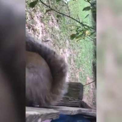 A squirrel managed to get caught on a fence by his nutsack.