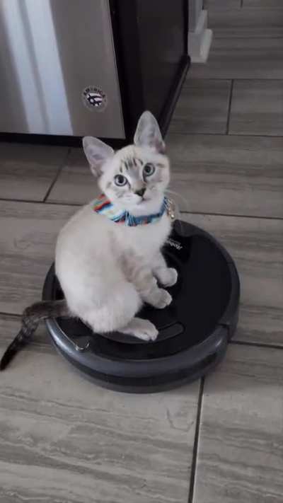 (OC) Tiny Tiger conquers Roomba