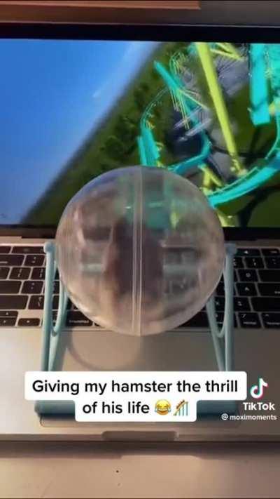 I just really want Wubby to see this fucking hamster on a virtual rollercoaster, then I can rest easy
