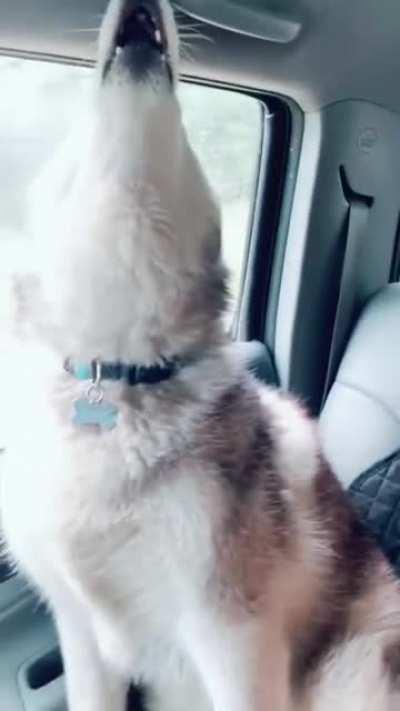 A very sweet golden with her husky brothers!
