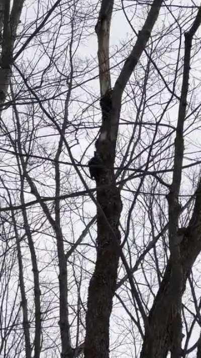 Two pecky bois trying to act casual while collecting your data