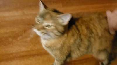 Morning conversation with Miss Maple