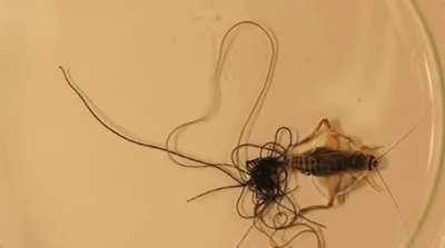 Parasitic horsehair worms emerging from cricket