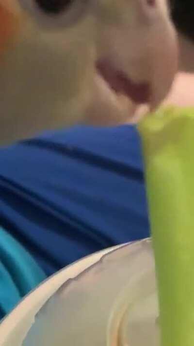 Birb tries to slurp slurpee