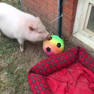 Barry loves having a soccer ball to play with