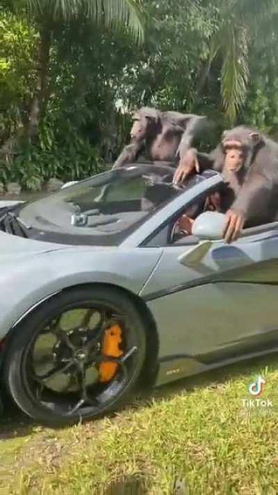 What the WSB Gang going to look like next week 😈🚀💎🦍