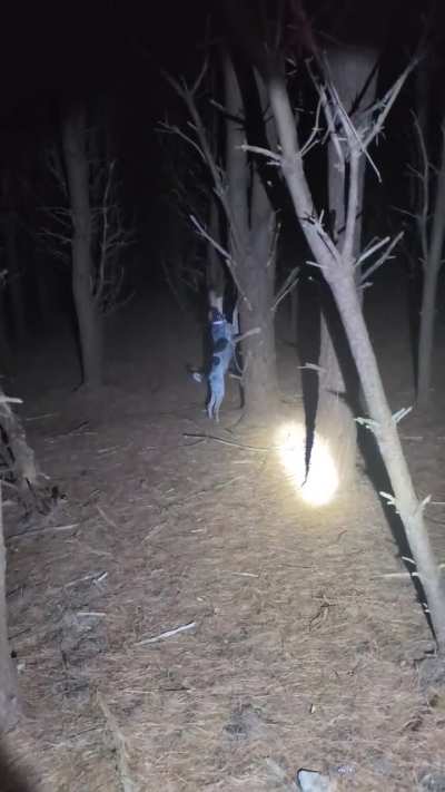 Holly treeing. Sadly in those pine trees we couldn't verify if anything was in there...but I trust her nose over mine!