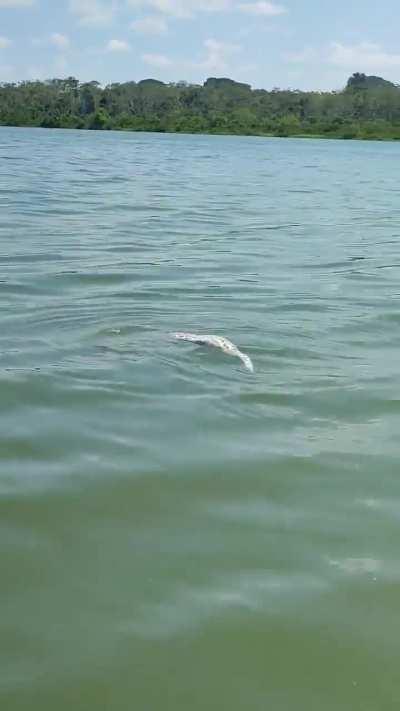 Black Caiman with Green Anaconda