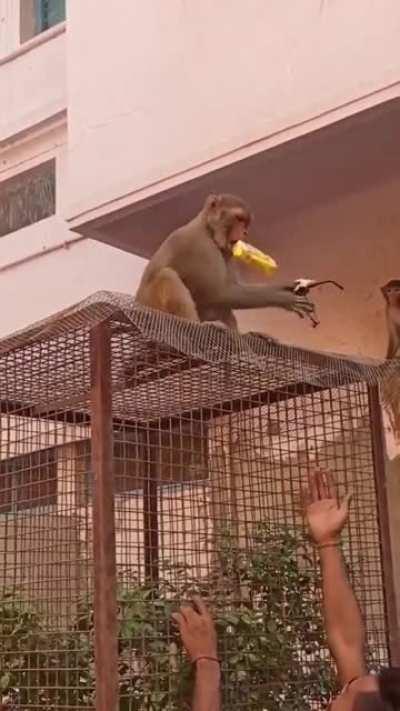 If I told you a monkey stole my specs and wouldn't give it back to me unless I offered him a pack of Frooti (Indian beverage), I know you wouldn't believe it! So I got proof...credit : Adhitya Iyer