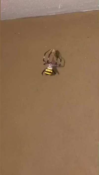 Spiderbro helps roll a joint