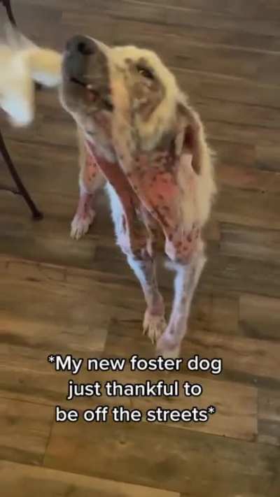 Fostering medical dogs will always bring the biggest smile to my face. Watching these dogs go from scared, hopeless, roaming the streets begging for food to loved, happy, and spoiled in a home- there’s nothing like it! Dogs are so forgiving and will