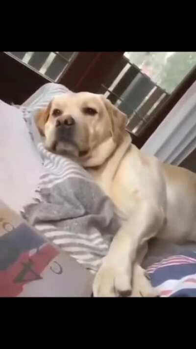 No work today daddy... You have to play with me!