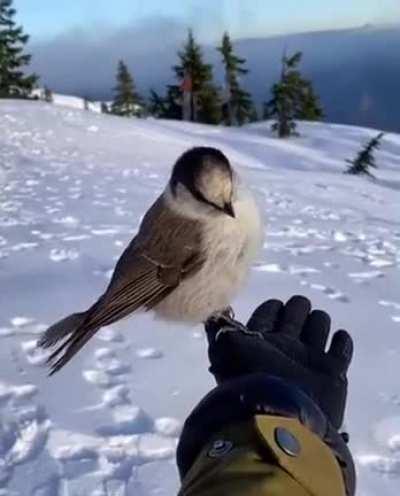 WinterBirb