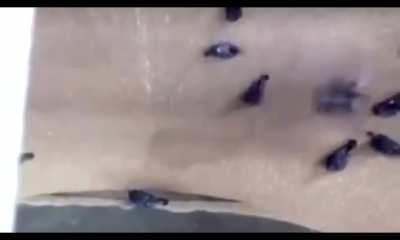 Pigeons sucked into grain grinder