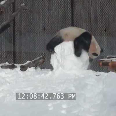Just a panda enjoying a snow day.
