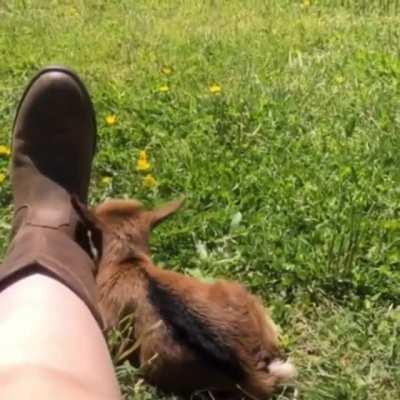 Smol little goat. 😍😭