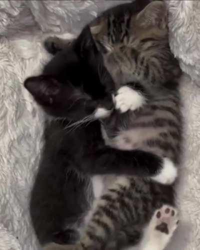 They like to sleep together