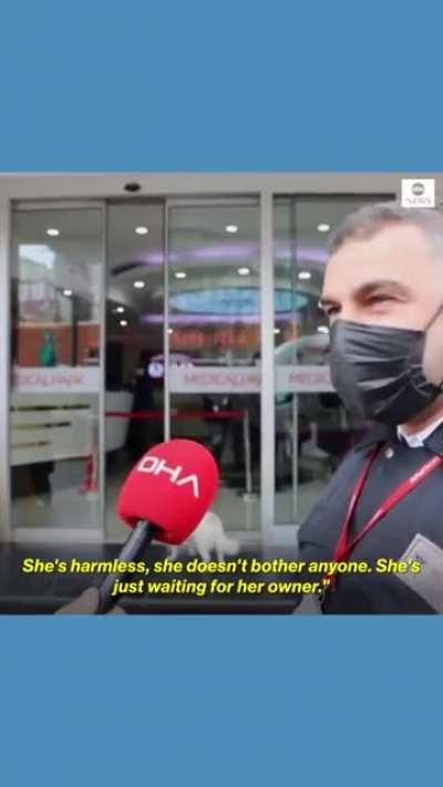 Dog who waited for her owner to comeback outside the hospital