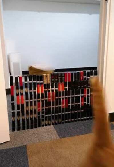 Human stacking champion, Cat high jump champion