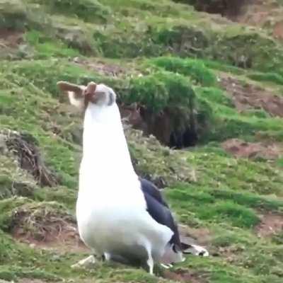 Just a bird eating a rabbit