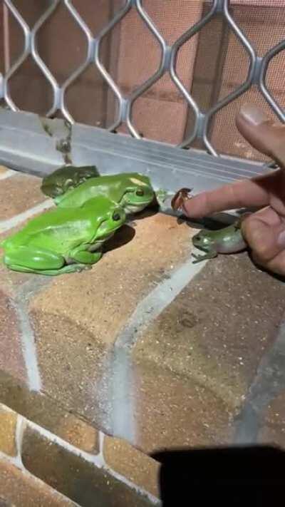 So much love for my frogs last night. We fed them a few beetles tonight. Enjoy