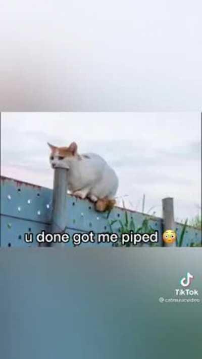 Gimme the Trophy 🏆