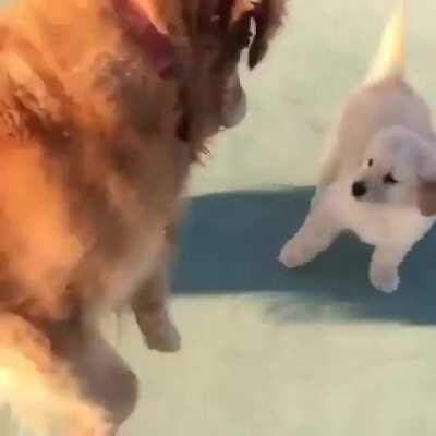 An older pupper beginning to feel young again when they encounter a new puppy