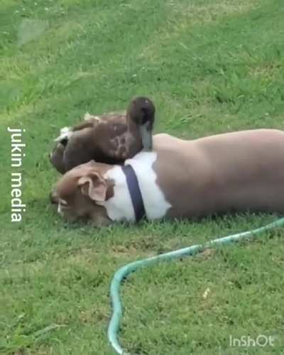 A dog and a duck being playmates