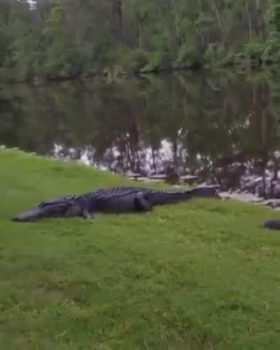 See ya later alligator, my turtle people need me