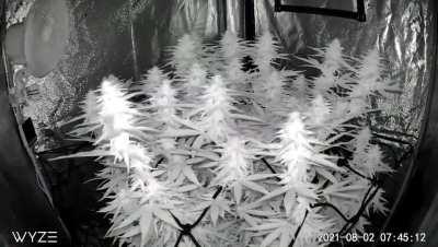 Seed to Smoke Time Lapse - 6 months in 6 minutes